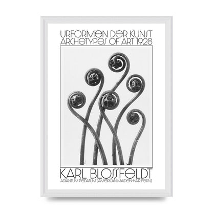 Karl Blossfeldt Urformen Der Kunst 1928 Adiantum Pedatum American Maiden Hair Fern Wall Art - A3 framed