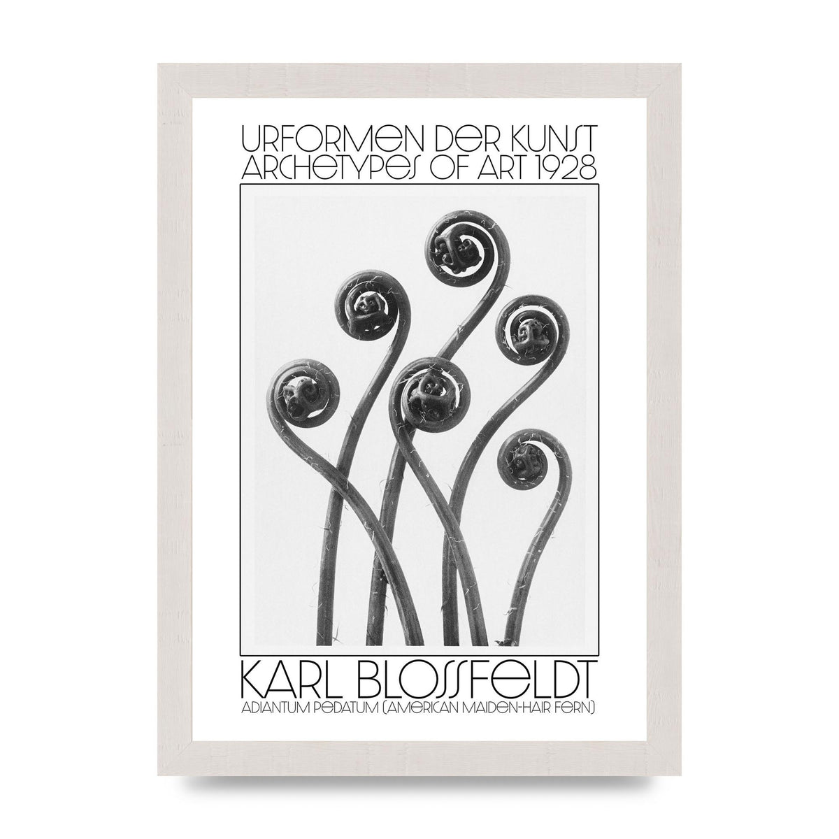 Karl Blossfeldt Urformen Der Kunst 1928 Adiantum Pedatum American Maiden Hair Fern Wall Art - A4 framed