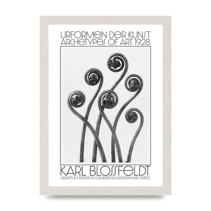 Karl Blossfeldt Urformen Der Kunst 1928 Adiantum Pedatum American Maiden Hair Fern Wall Art - A4 framed