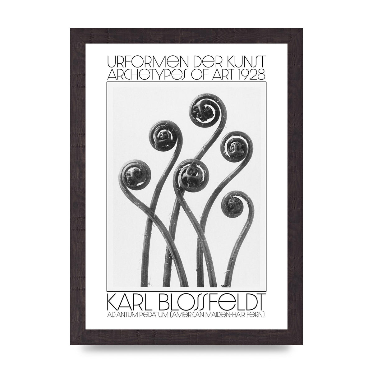 Karl Blossfeldt Urformen Der Kunst 1928 Adiantum Pedatum American Maiden Hair Fern Wall Art - A4 framed