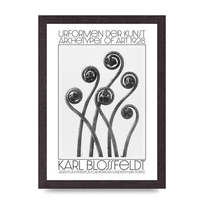 Karl Blossfeldt Urformen Der Kunst 1928 Adiantum Pedatum American Maiden Hair Fern Wall Art - A4 framed