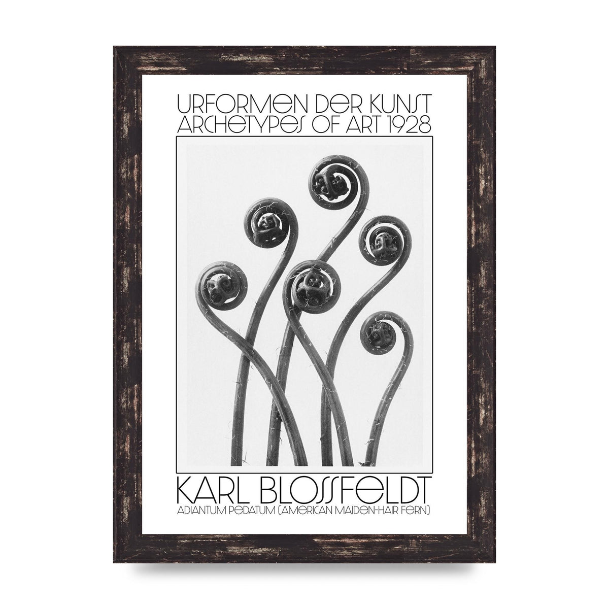Karl Blossfeldt Urformen Der Kunst 1928 Adiantum Pedatum American Maiden Hair Fern Wall Art - A4 framed