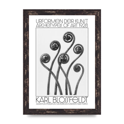 Karl Blossfeldt Urformen Der Kunst 1928 Adiantum Pedatum American Maiden Hair Fern Wall Art - A4 framed