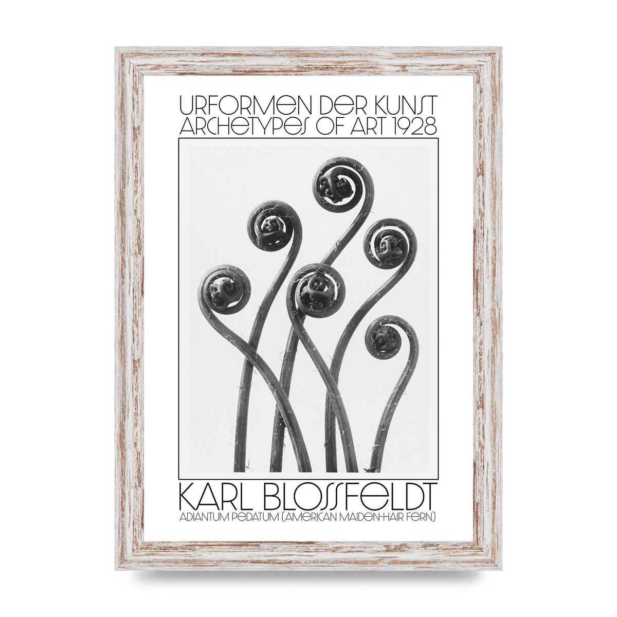 Karl Blossfeldt Urformen Der Kunst 1928 Adiantum Pedatum American Maiden Hair Fern Wall Art - A4 framed
