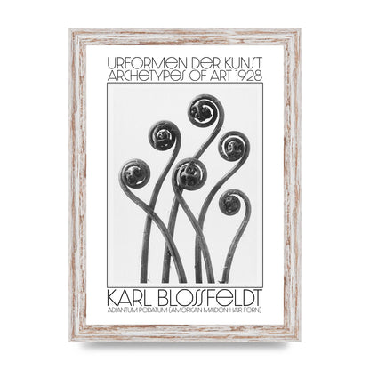 Karl Blossfeldt Urformen Der Kunst 1928 Adiantum Pedatum American Maiden Hair Fern Wall Art - A4 framed