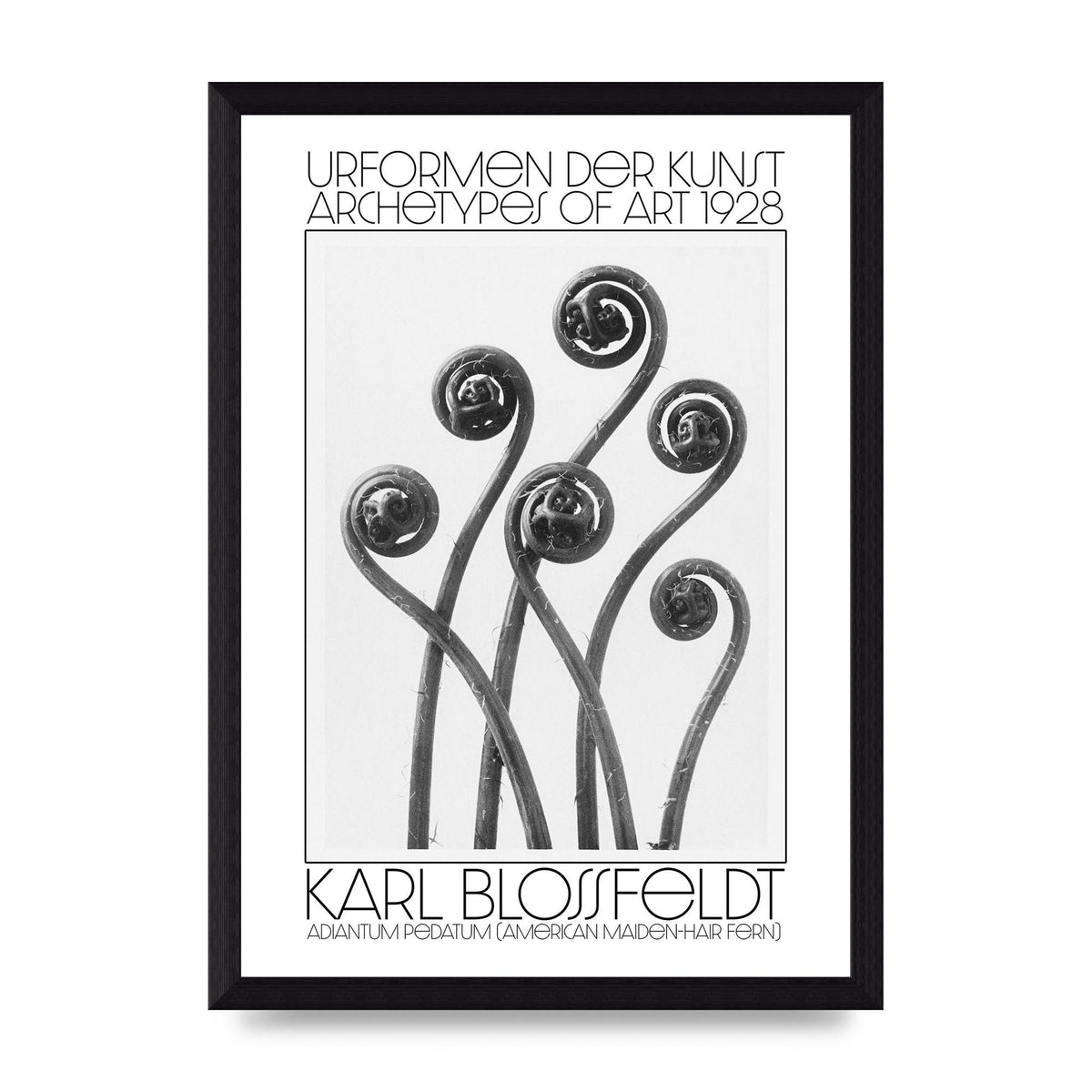 Karl Blossfeldt Urformen Der Kunst 1928 Adiantum Pedatum American Maiden Hair Fern Wall Art - A4 framed