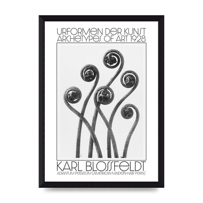 Karl Blossfeldt Urformen Der Kunst 1928 Adiantum Pedatum American Maiden Hair Fern Wall Art - A4 framed
