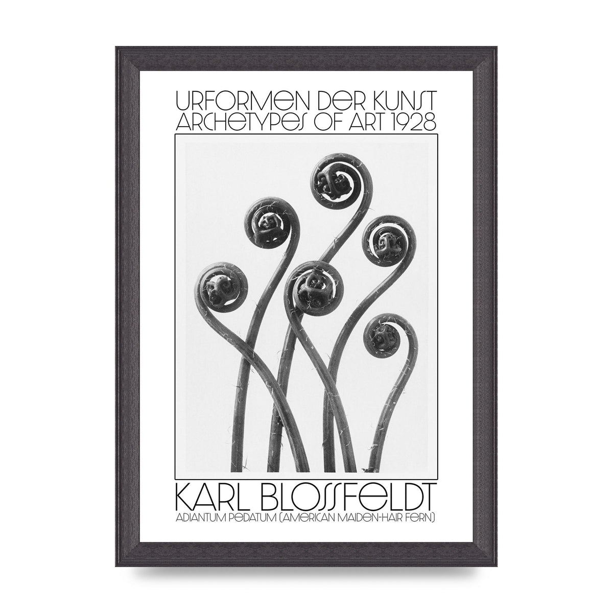 Karl Blossfeldt Urformen Der Kunst 1928 Adiantum Pedatum American Maiden Hair Fern Wall Art - A4 framed