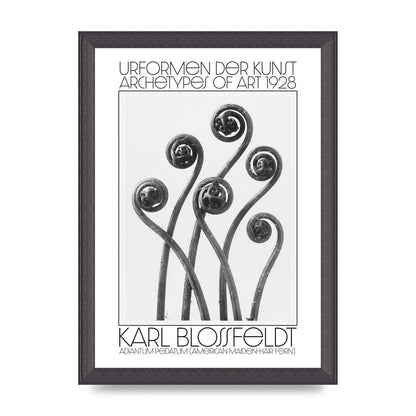 Karl Blossfeldt Urformen Der Kunst 1928 Adiantum Pedatum American Maiden Hair Fern Wall Art - A4 framed