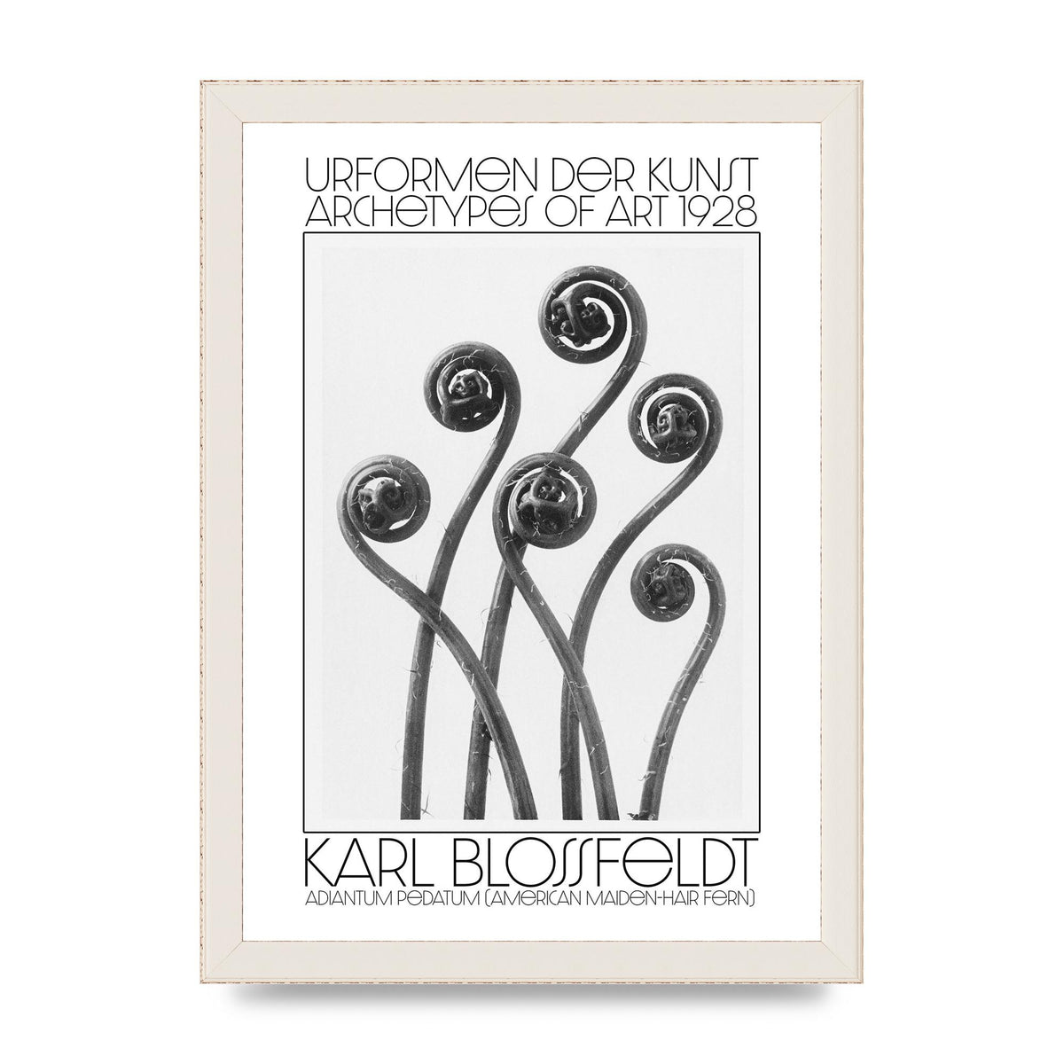 Karl Blossfeldt Urformen Der Kunst 1928 Adiantum Pedatum American Maiden Hair Fern Wall Art - A4 framed