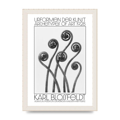 Karl Blossfeldt Urformen Der Kunst 1928 Adiantum Pedatum American Maiden Hair Fern Wall Art - A4 framed