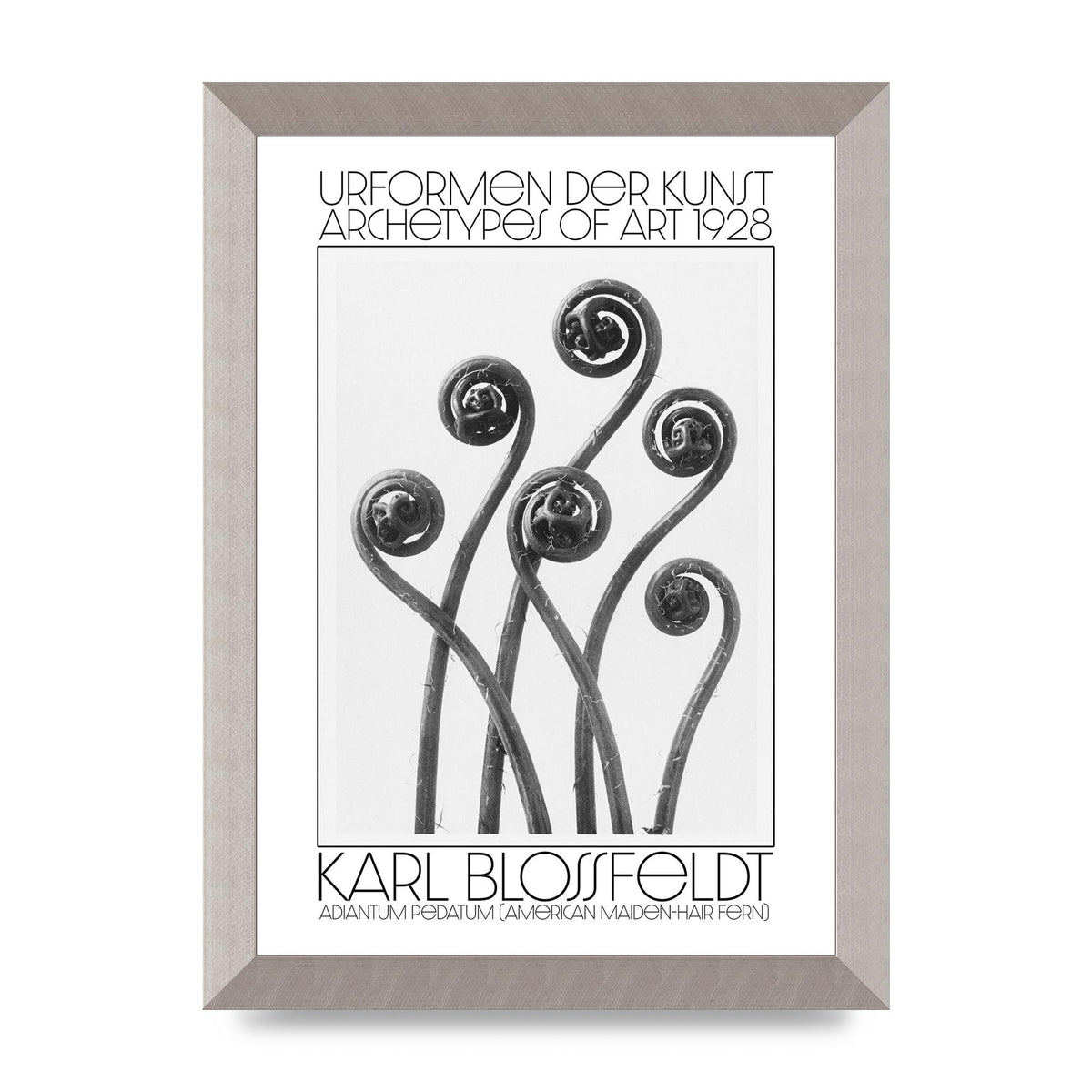 Karl Blossfeldt Urformen Der Kunst 1928 Adiantum Pedatum American Maiden Hair Fern Wall Art - A4 framed