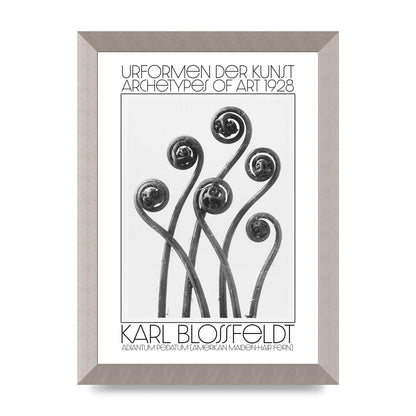 Karl Blossfeldt Urformen Der Kunst 1928 Adiantum Pedatum American Maiden Hair Fern Wall Art - A4 framed