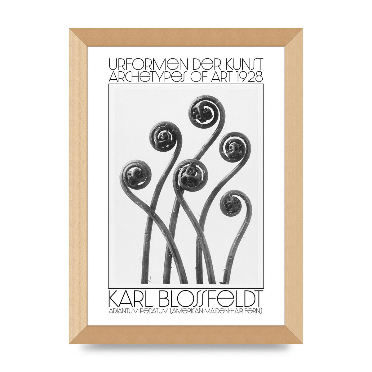 Karl Blossfeldt Urformen Der Kunst 1928 Adiantum Pedatum American Maiden Hair Fern Wall Art - A4 framed