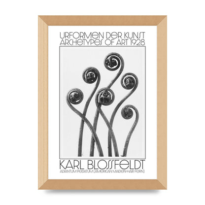 Karl Blossfeldt Urformen Der Kunst 1928 Adiantum Pedatum American Maiden Hair Fern Wall Art - A4 framed