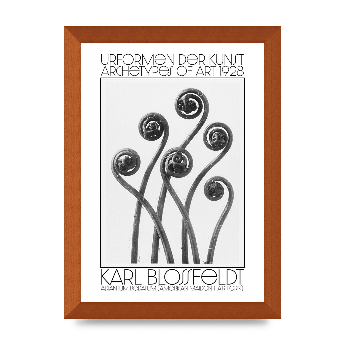Karl Blossfeldt Urformen Der Kunst 1928 Adiantum Pedatum American Maiden Hair Fern Wall Art - A4 framed