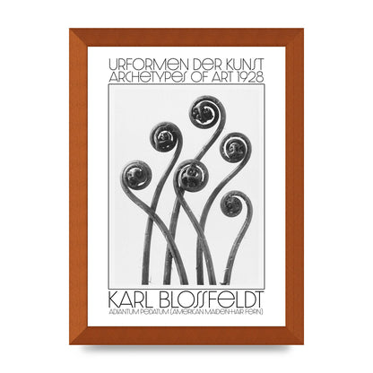 Karl Blossfeldt Urformen Der Kunst 1928 Adiantum Pedatum American Maiden Hair Fern Wall Art - A4 framed