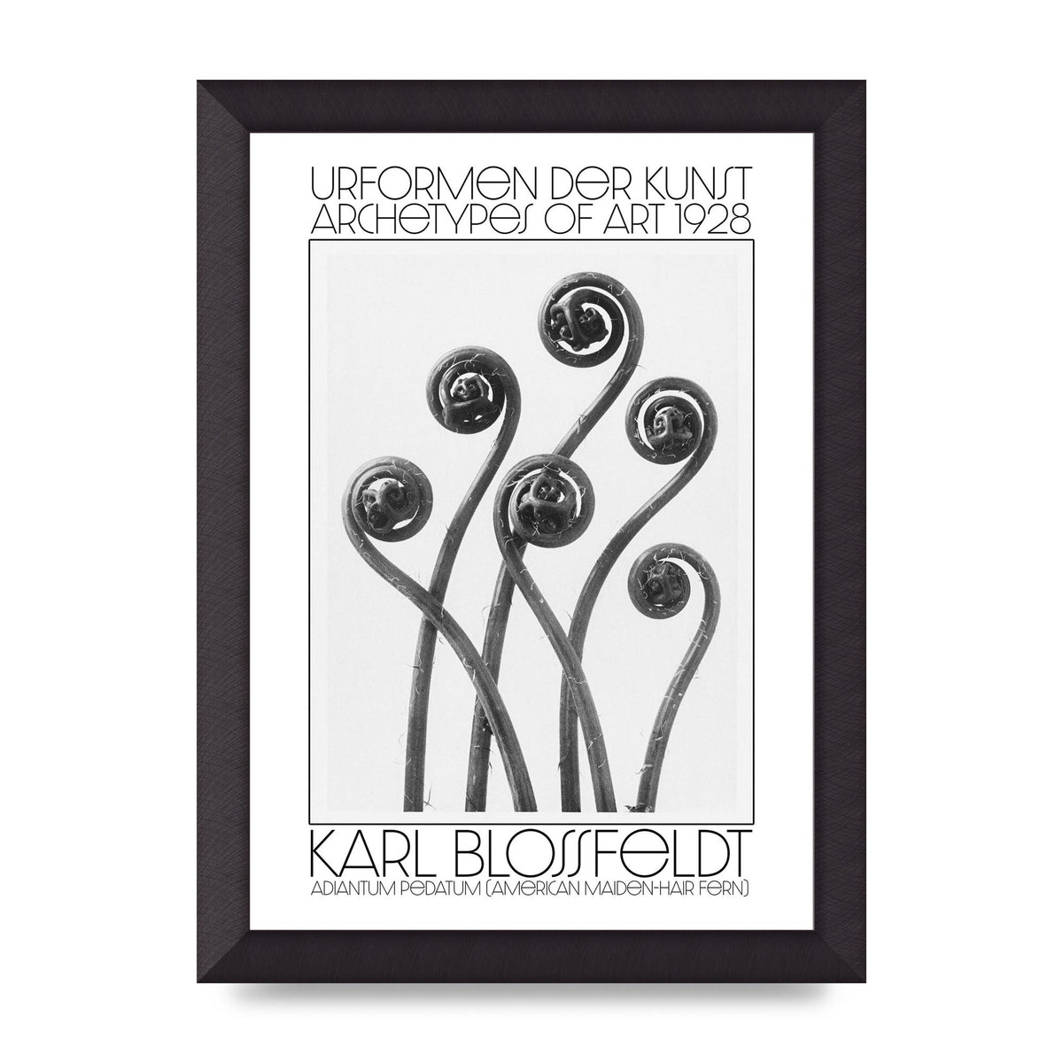 Karl Blossfeldt Urformen Der Kunst 1928 Adiantum Pedatum American Maiden Hair Fern Wall Art - A4 framed