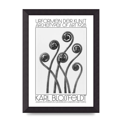 Karl Blossfeldt Urformen Der Kunst 1928 Adiantum Pedatum American Maiden Hair Fern Wall Art - A4 framed