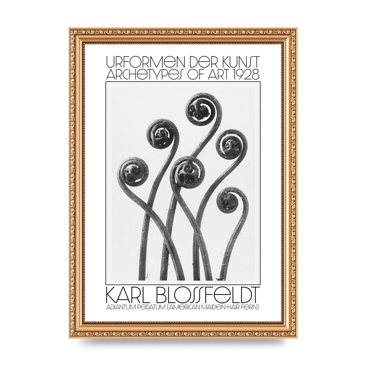 Karl Blossfeldt Urformen Der Kunst 1928 Adiantum Pedatum American Maiden Hair Fern Wall Art - A4 framed