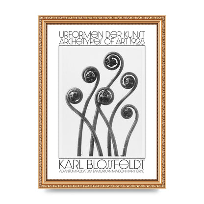 Karl Blossfeldt Urformen Der Kunst 1928 Adiantum Pedatum American Maiden Hair Fern Wall Art - A4 framed