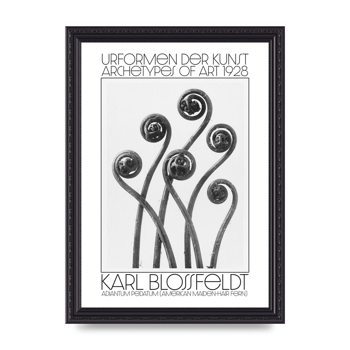 Karl Blossfeldt Urformen Der Kunst 1928 Adiantum Pedatum American Maiden Hair Fern Wall Art - A4 framed