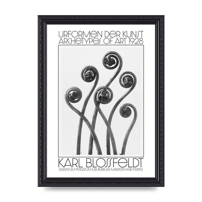 Karl Blossfeldt Urformen Der Kunst 1928 Adiantum Pedatum American Maiden Hair Fern Wall Art - A4 framed