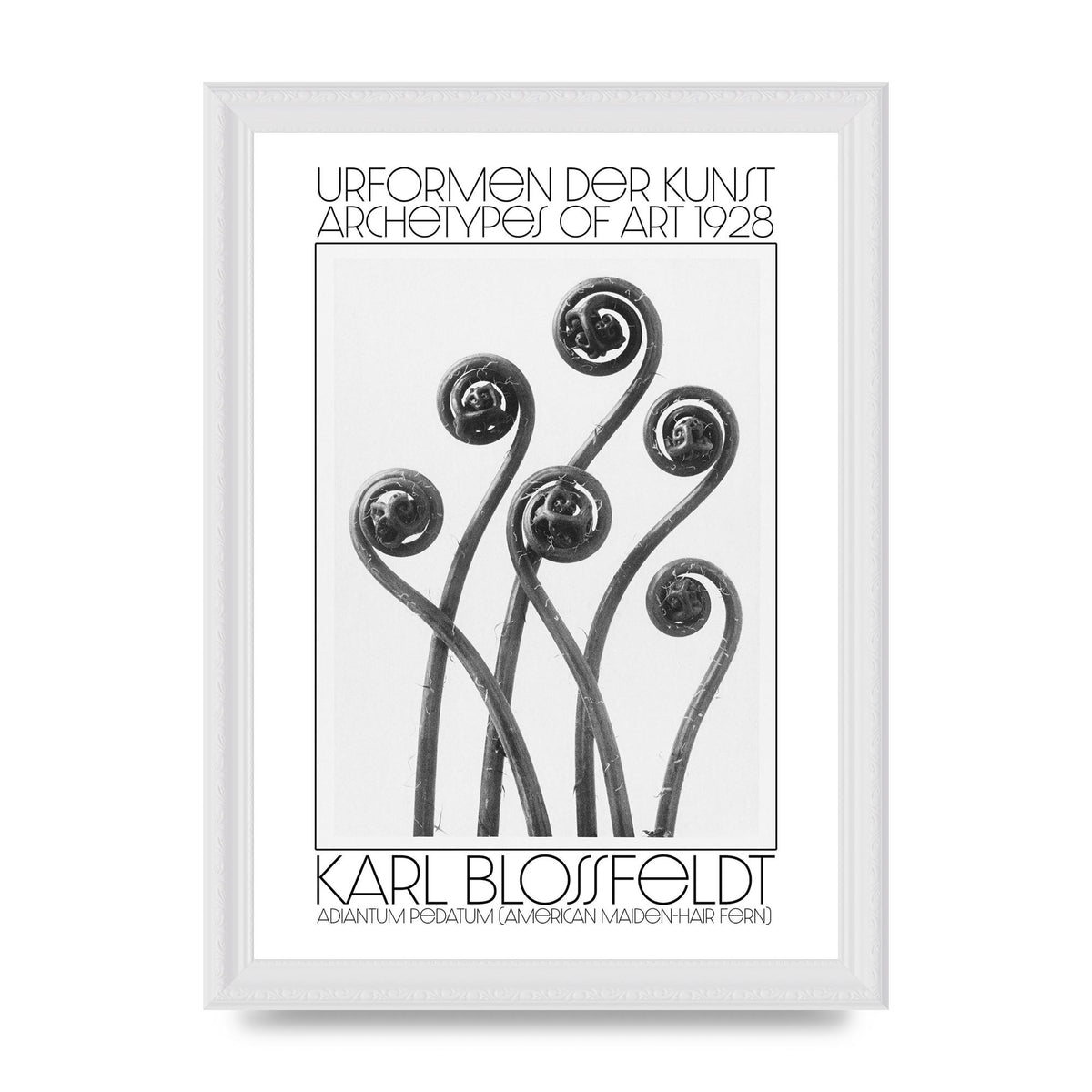 Karl Blossfeldt Urformen Der Kunst 1928 Adiantum Pedatum American Maiden Hair Fern Wall Art - A4 framed