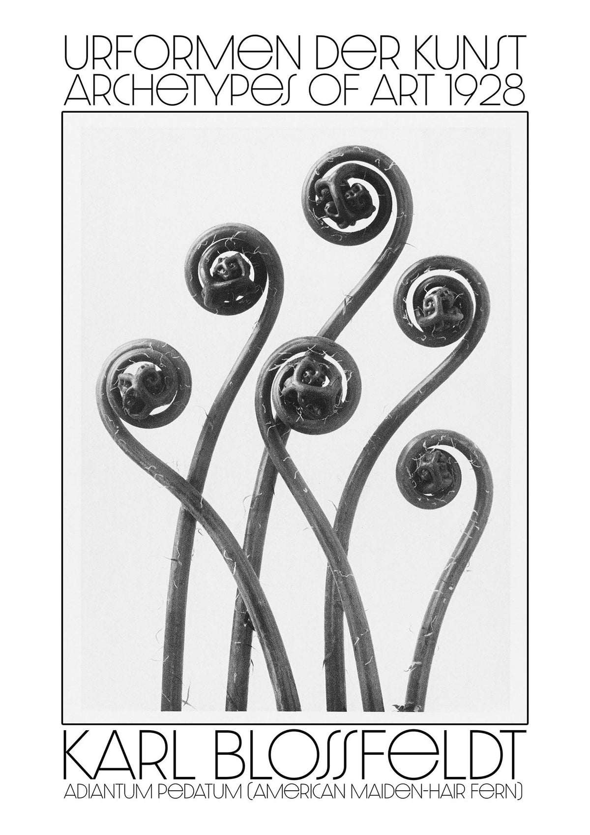Karl Blossfeldt Urformen Der Kunst 1928 Adiantum Pedatum American Maiden Hair Fern Wall Art - detail