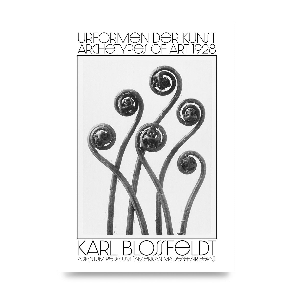 Karl Blossfeldt Urformen Der Kunst 1928 Adiantum Pedatum American Maiden Hair Fern Wall Art - unframed print