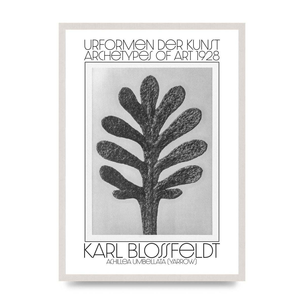 Karl Blossfeldt Urformen Der Kunst 1928 Achillea Umbellata Yarrow Art For The Home - A2 framed