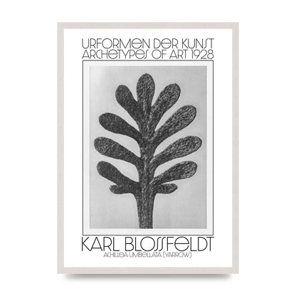 Karl Blossfeldt Urformen Der Kunst 1928 Achillea Umbellata Yarrow Art For The Home - A2 framed