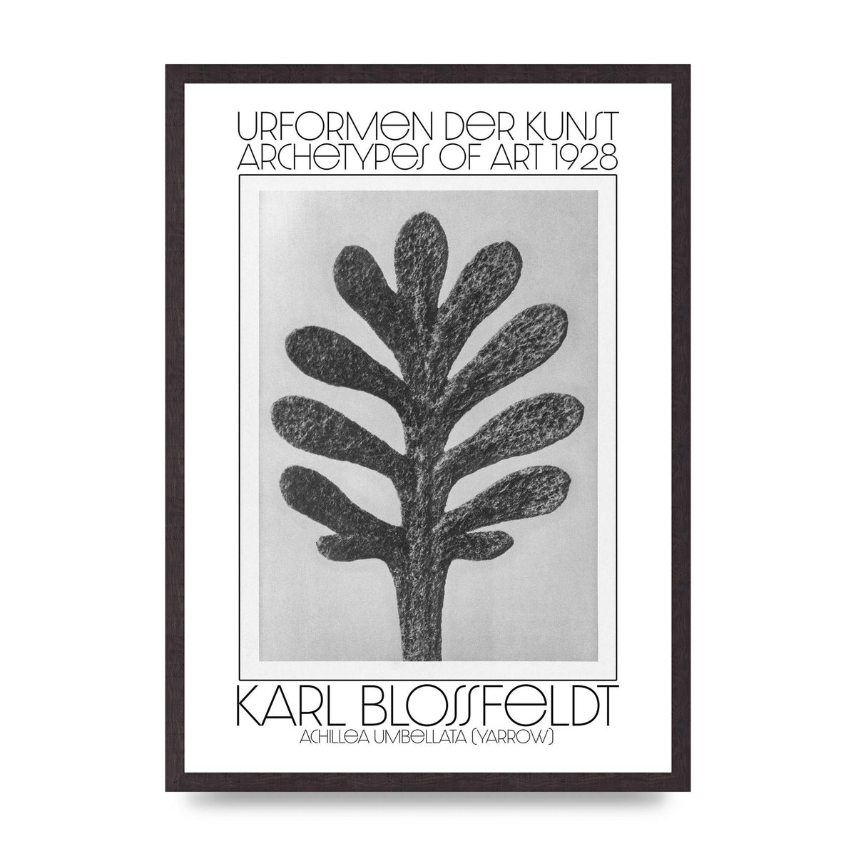 Karl Blossfeldt Urformen Der Kunst 1928 Achillea Umbellata Yarrow Art For The Home - A2 framed
