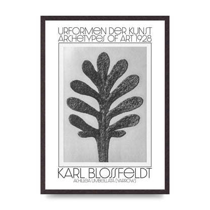 Karl Blossfeldt Urformen Der Kunst 1928 Achillea Umbellata Yarrow Art For The Home - A2 framed