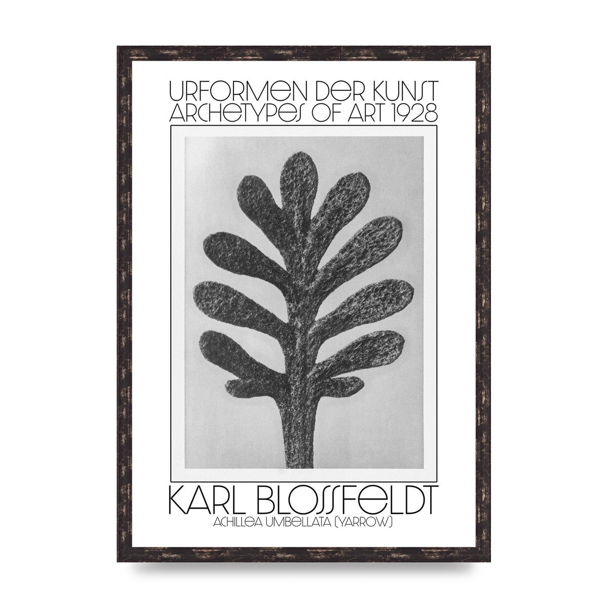 Karl Blossfeldt Urformen Der Kunst 1928 Achillea Umbellata Yarrow Art For The Home - A2 framed