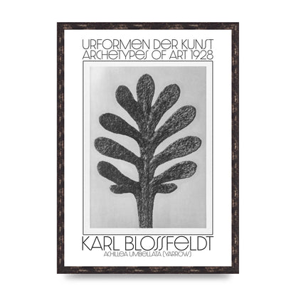 Karl Blossfeldt Urformen Der Kunst 1928 Achillea Umbellata Yarrow Art For The Home - A2 framed