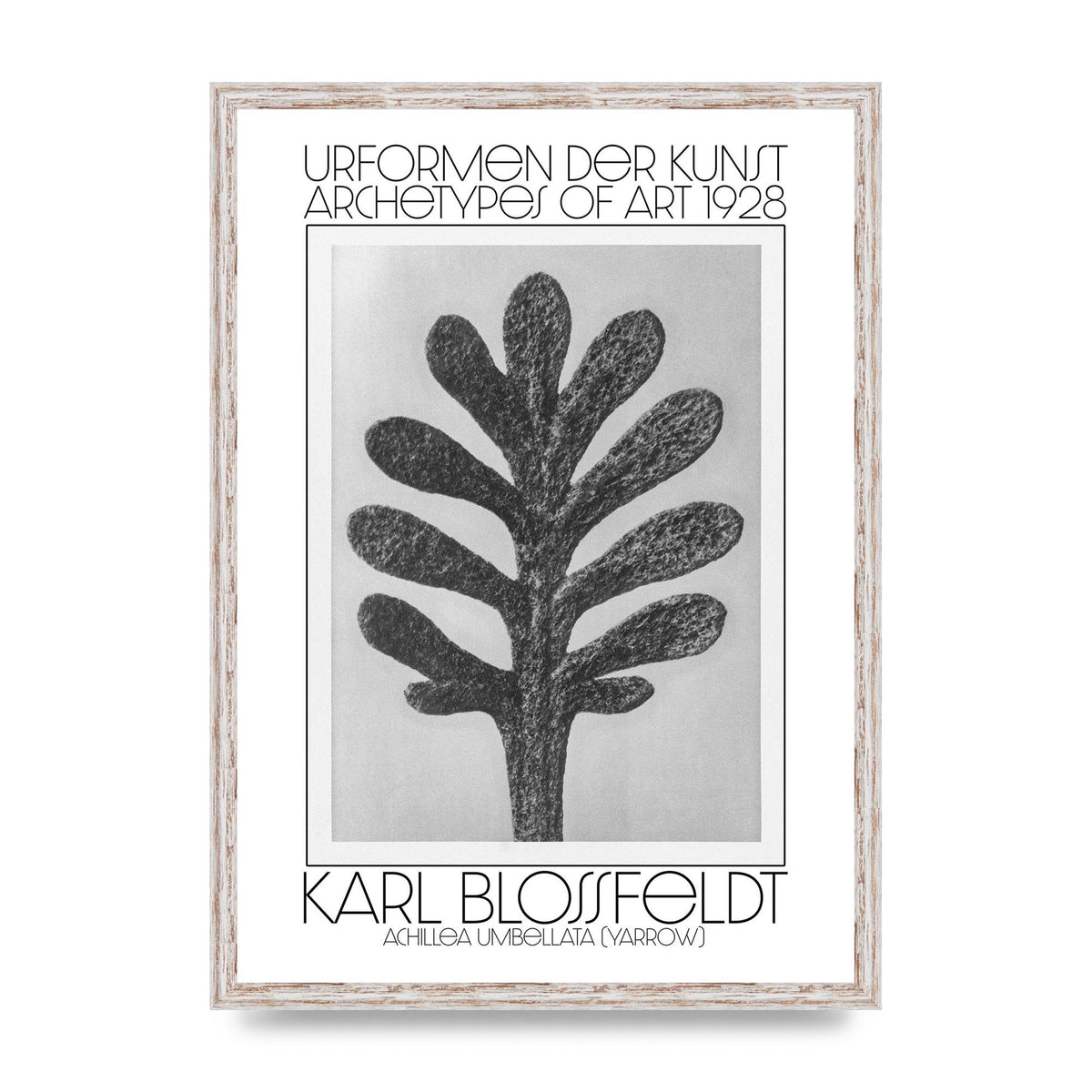 Karl Blossfeldt Urformen Der Kunst 1928 Achillea Umbellata Yarrow Art For The Home - A2 framed