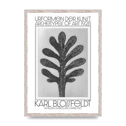 Karl Blossfeldt Urformen Der Kunst 1928 Achillea Umbellata Yarrow Art For The Home - A2 framed