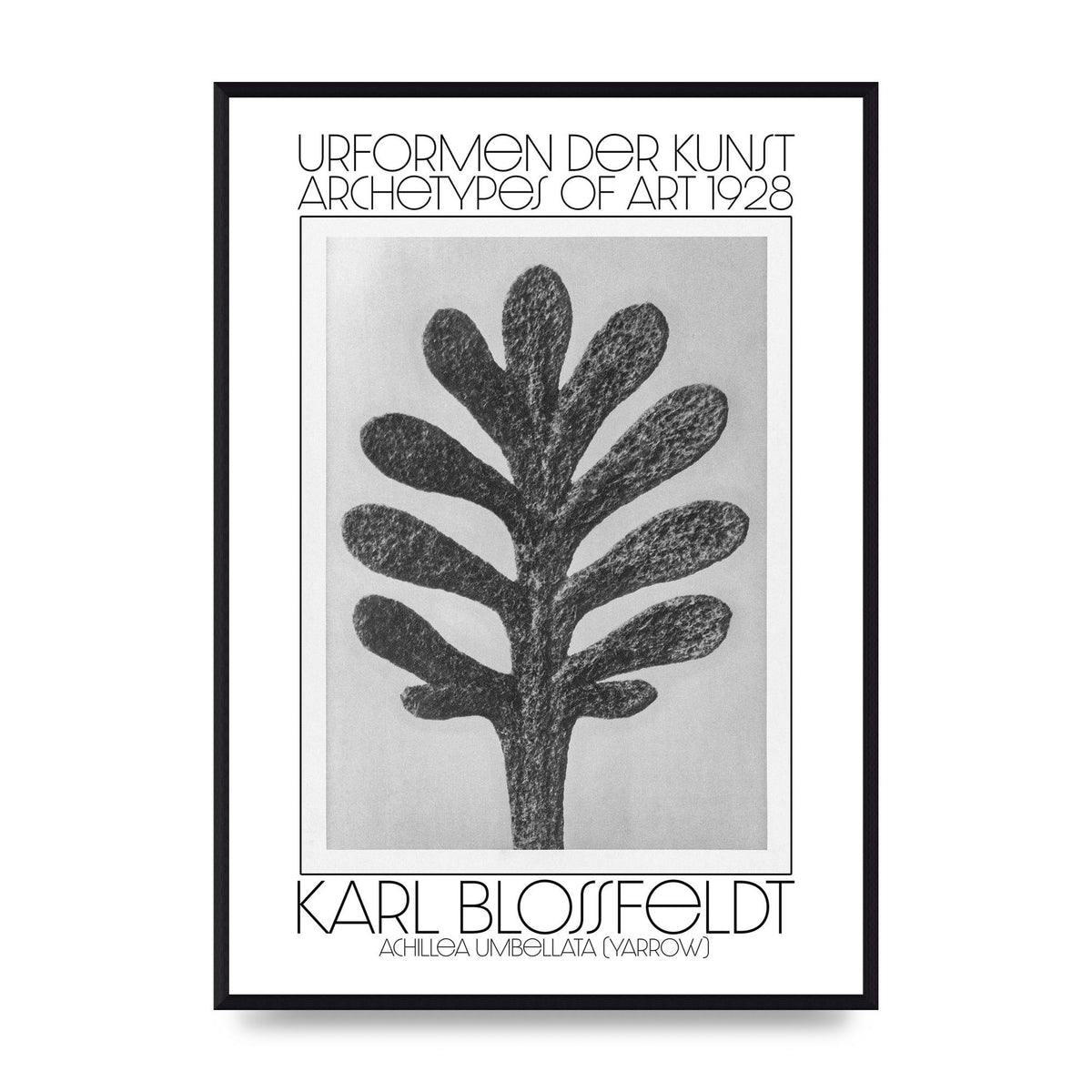 Karl Blossfeldt Urformen Der Kunst 1928 Achillea Umbellata Yarrow Art For The Home - A2 framed