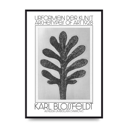 Karl Blossfeldt Urformen Der Kunst 1928 Achillea Umbellata Yarrow Art For The Home - A2 framed