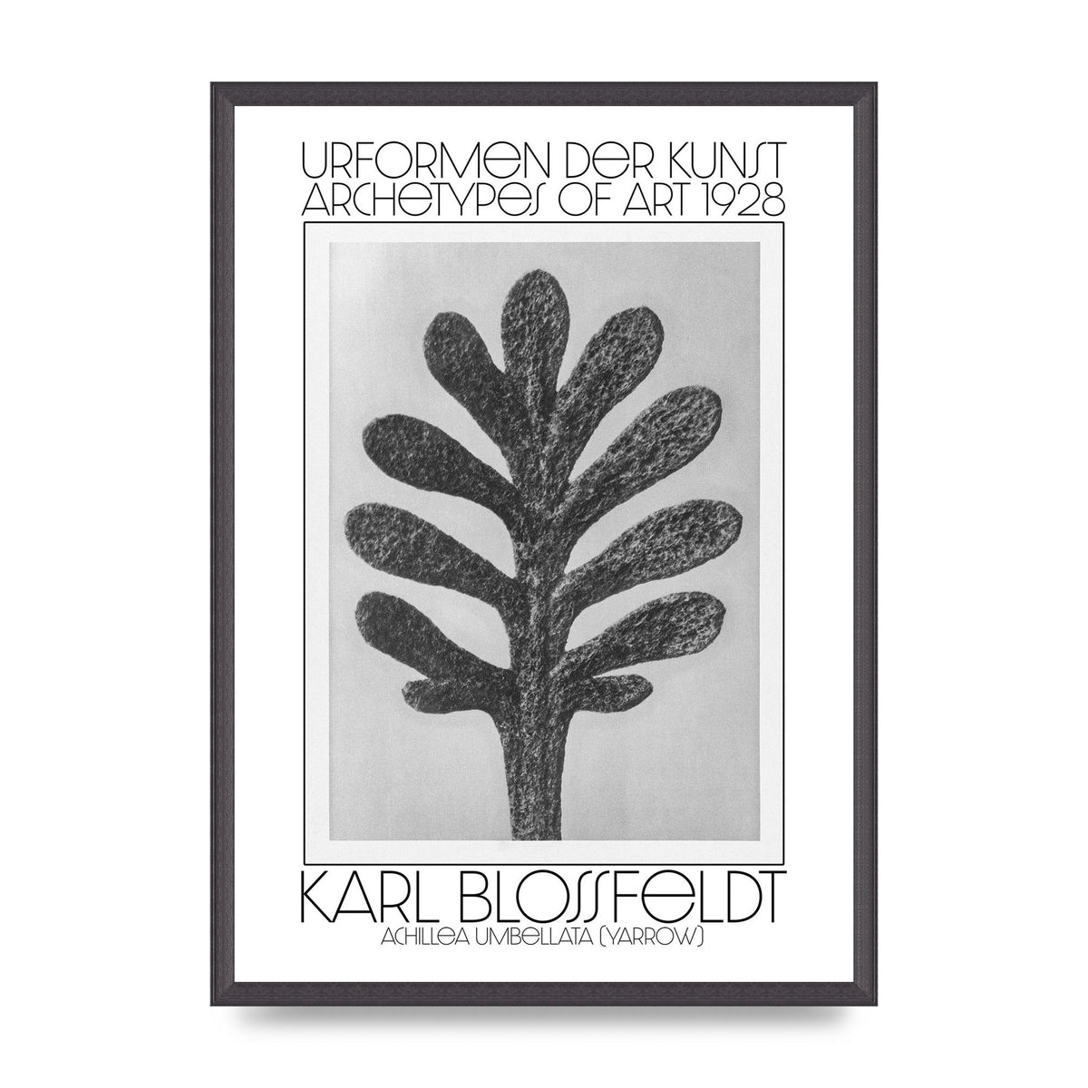 Karl Blossfeldt Urformen Der Kunst 1928 Achillea Umbellata Yarrow Art For The Home - A2 framed