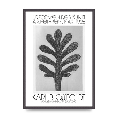 Karl Blossfeldt Urformen Der Kunst 1928 Achillea Umbellata Yarrow Art For The Home - A2 framed