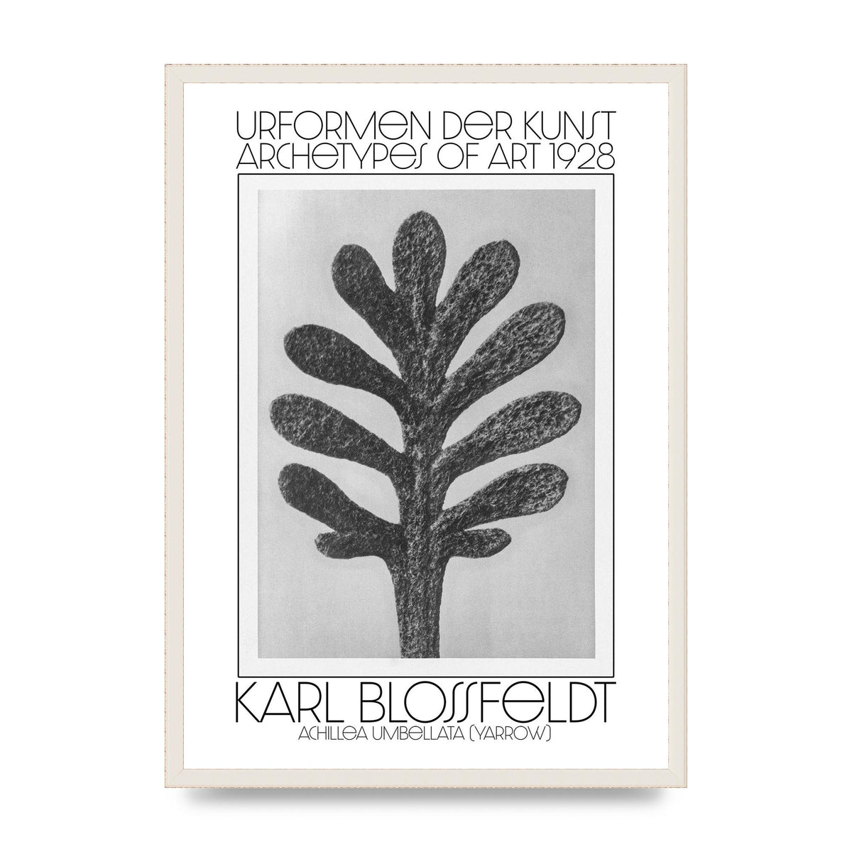 Karl Blossfeldt Urformen Der Kunst 1928 Achillea Umbellata Yarrow Art For The Home - A2 framed