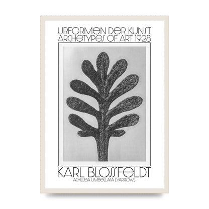 Karl Blossfeldt Urformen Der Kunst 1928 Achillea Umbellata Yarrow Art For The Home - A2 framed
