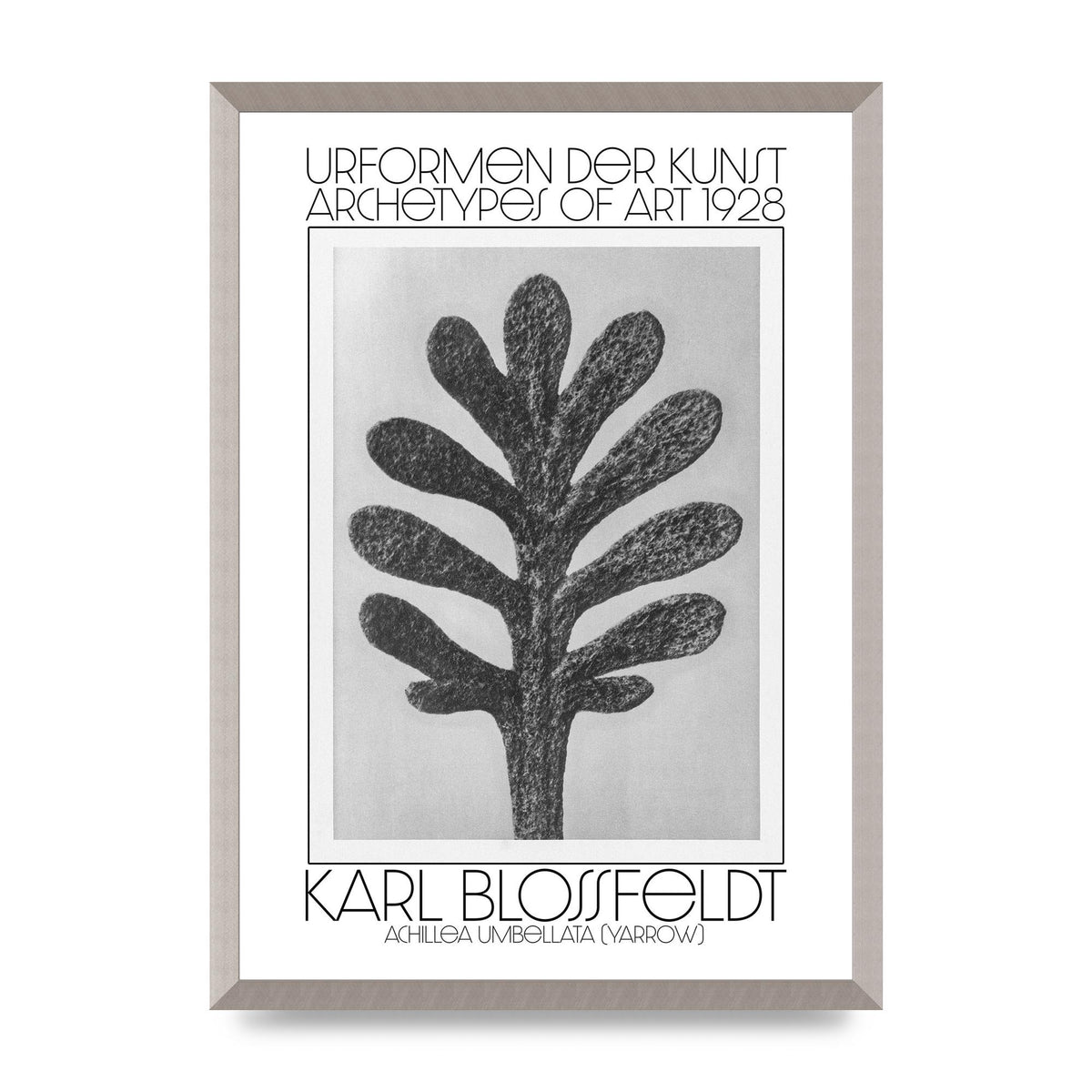 Karl Blossfeldt Urformen Der Kunst 1928 Achillea Umbellata Yarrow Art For The Home - A2 framed