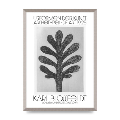Karl Blossfeldt Urformen Der Kunst 1928 Achillea Umbellata Yarrow Art For The Home - A2 framed