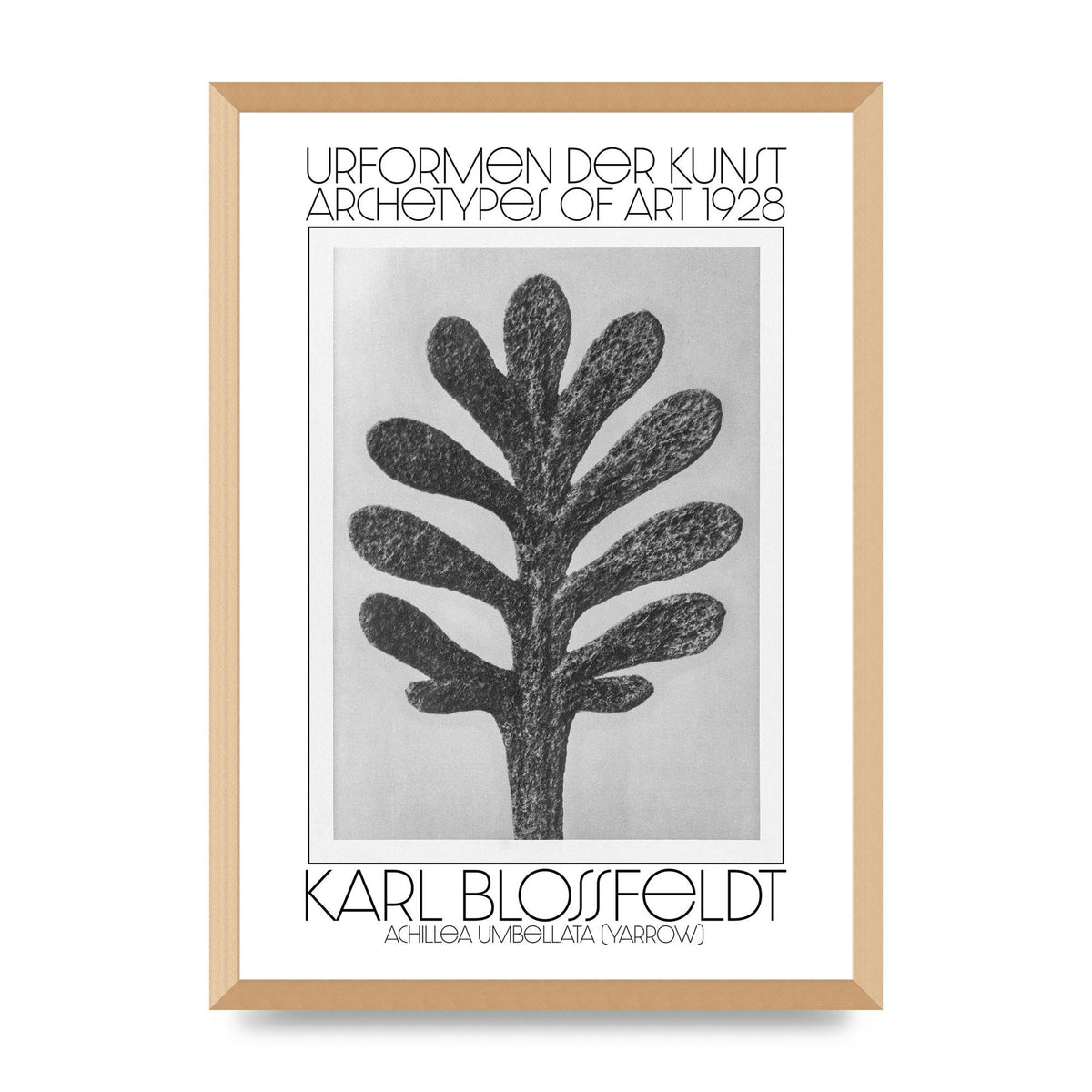 Karl Blossfeldt Urformen Der Kunst 1928 Achillea Umbellata Yarrow Art For The Home - A2 framed