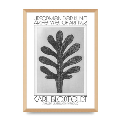 Karl Blossfeldt Urformen Der Kunst 1928 Achillea Umbellata Yarrow Art For The Home - A2 framed