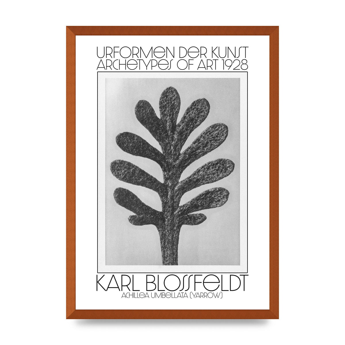 Karl Blossfeldt Urformen Der Kunst 1928 Achillea Umbellata Yarrow Art For The Home - A2 framed