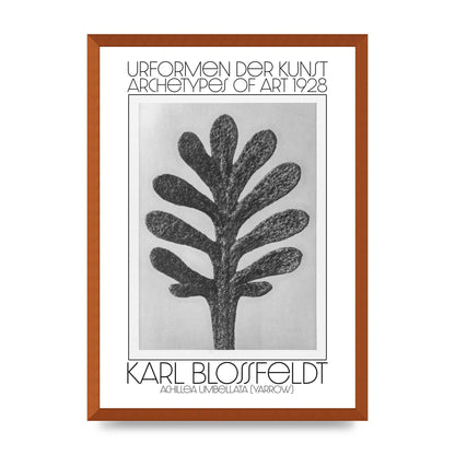 Karl Blossfeldt Urformen Der Kunst 1928 Achillea Umbellata Yarrow Art For The Home - A2 framed